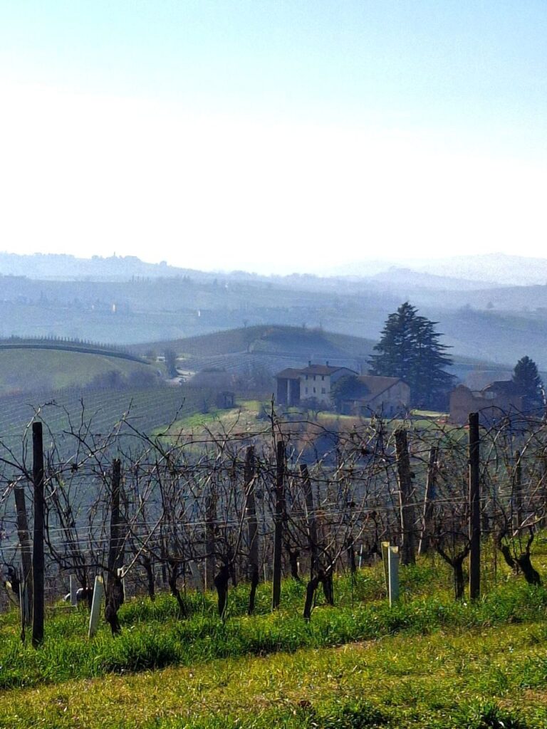 Rare Grapes of Piedmont: Exploring Ruchè and Grignolino