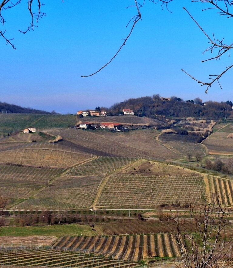 Beyond Barolo: Why Monferrato is the Next Big Wine Destination